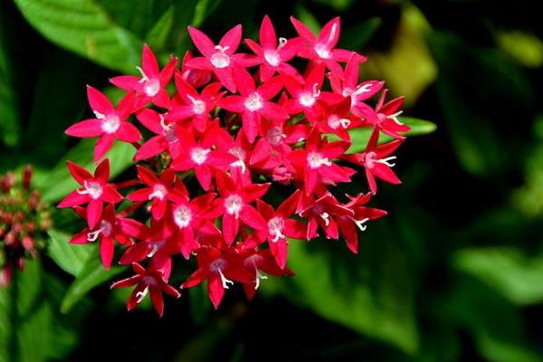 仙丹花有毒嗎 仙丹花可以放在室內臥室嗎