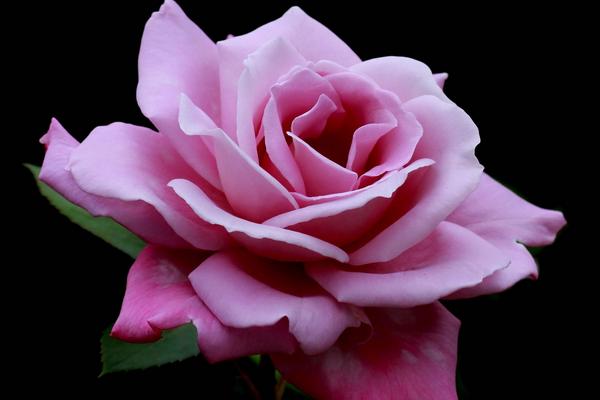 送月季花代表什么 月季花適合送給什么人