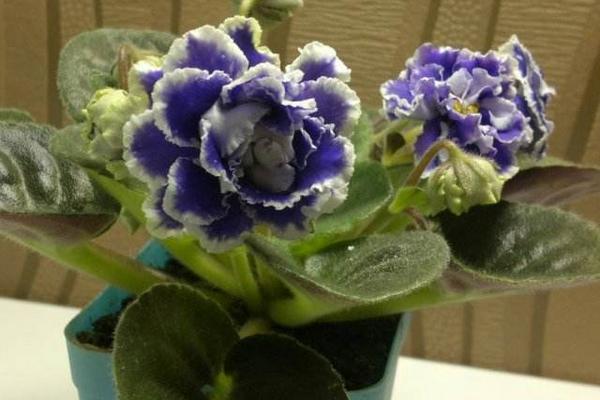 非洲堇怎么養 非洲堇養殖方法與注意事項