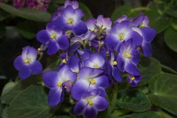 非洲堇怎么養 非洲堇養殖方法與注意事項