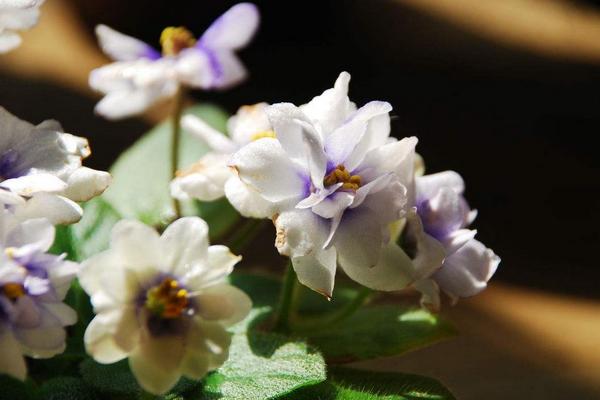非洲堇怎么養 非洲堇養殖方法與注意事項
