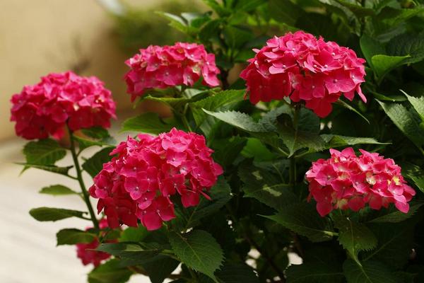 非洲堇怎么養 非洲堇養殖方法與注意事項