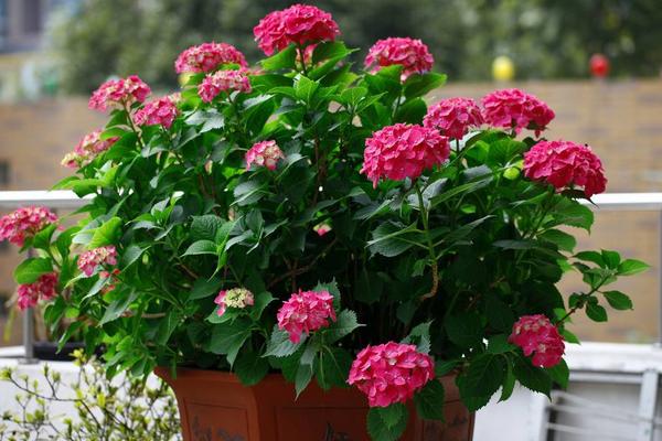 非洲堇怎么養 非洲堇養殖方法與注意事項