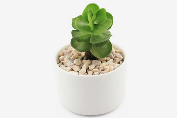 金錢木市場價(jià)格多少錢一盆 金錢木的養(yǎng)殖方法