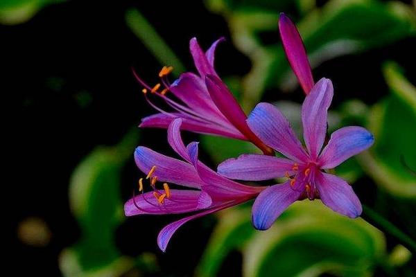 換錦花和彼岸花的區別是什么 換錦花怎么種植