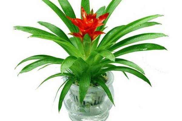 水塔花種子市場價格多少錢一斤 水塔花種子的種植技術(shù)