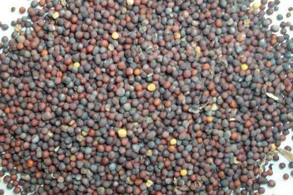 水塔花種子市場價格多少錢一斤 水塔花種子的種植技術