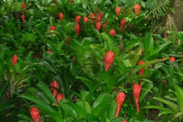 水塔花種子市場價格多少錢一斤 水塔花種子的種植技術