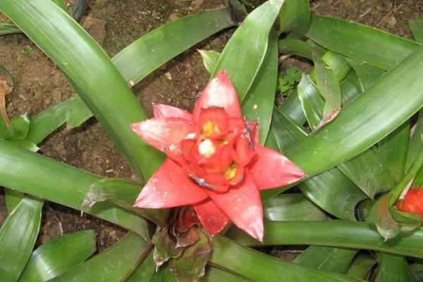 水塔花種子市場價格多少錢一斤 水塔花種子的種植技術
