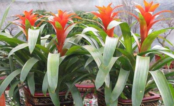 水塔花種子市場價格多少錢一斤 水塔花種子的種植技術