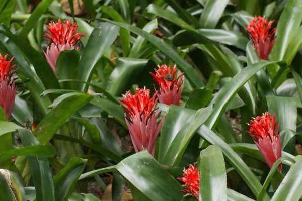 水塔花種子市場價格多少錢一斤 水塔花種子的種植技術