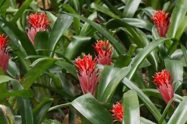 水塔花有毒嗎 水塔花能放在室內(nèi)臥室嗎