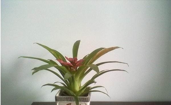 水塔花怎么養(yǎng) 水塔花養(yǎng)殖方法與注意事項(xiàng)