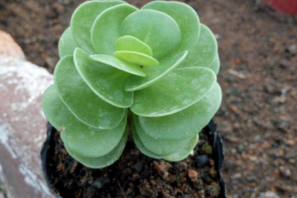 金錢木市場價格多少錢一盆 金錢木的養殖方法