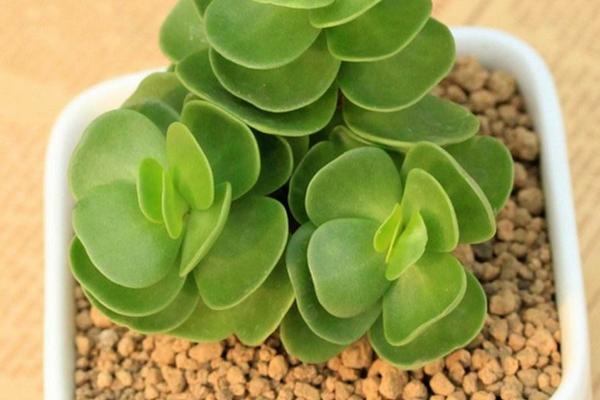 金錢木市場價格多少錢一盆 金錢木的養殖方法