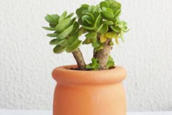 金錢木市場價格多少錢一盆 金錢木的養殖方法