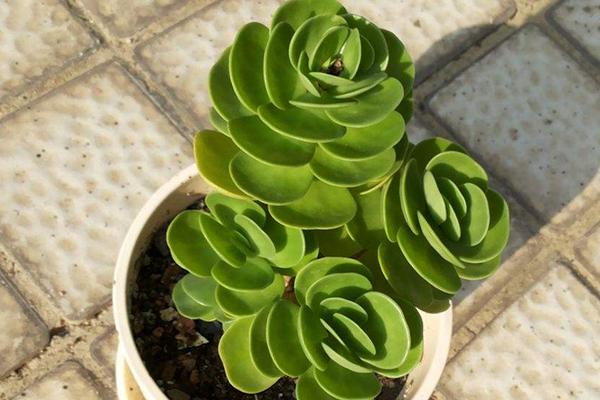 金錢木市場價格多少錢一盆 金錢木的養殖方法