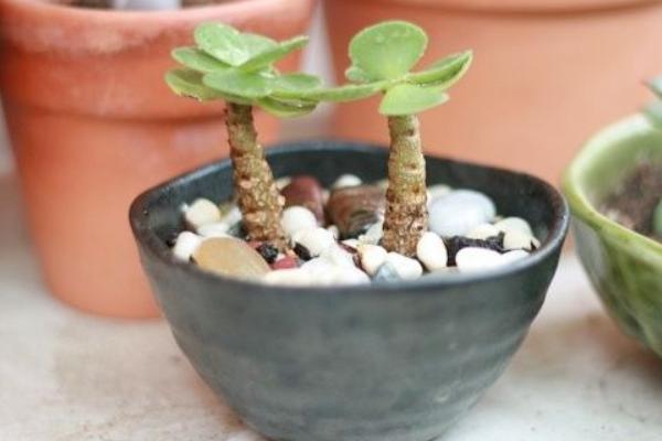 金錢木市場價格多少錢一盆 金錢木的養殖方法