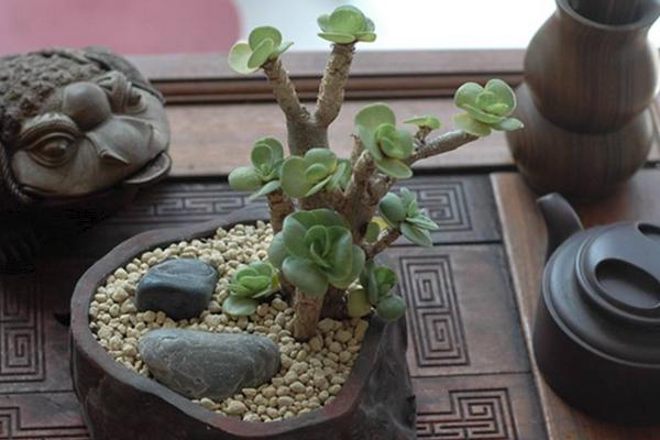 金錢木怎么繁殖（扦插） 金錢木掉葉子的原因