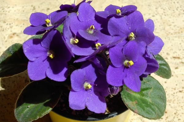 非洲堇怎么養 非洲堇養殖方法與注意事項