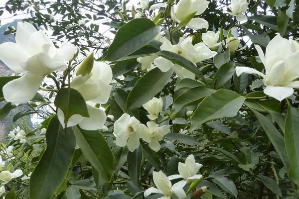 白蘭花什么時(shí)候剪枝 白蘭花繁殖方法（扦插）