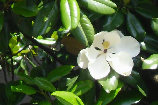 白蘭花什么時候剪枝 白蘭花繁殖方法(扦插)