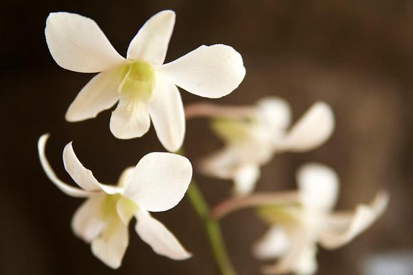 白蘭花什么時候剪枝 白蘭花繁殖方法(扦插)