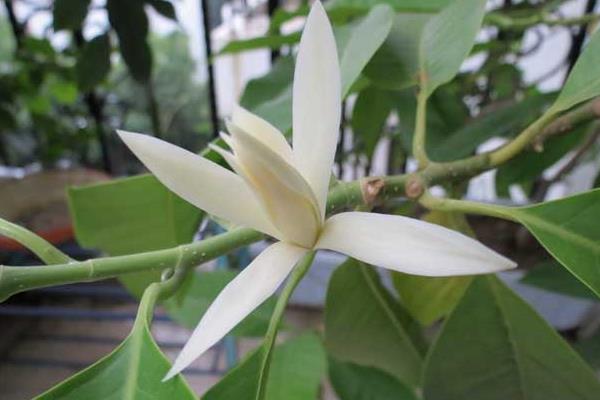 白蘭花什么時候剪枝 白蘭花繁殖方法(扦插)