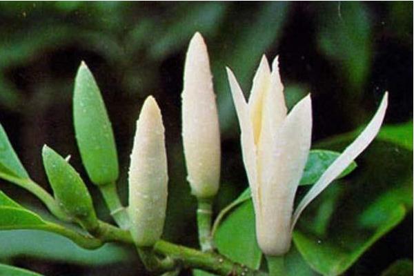 白蘭花什么時候剪枝 白蘭花繁殖方法(扦插)