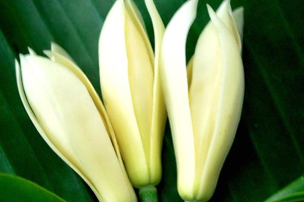 白蘭花什么時候剪枝 白蘭花繁殖方法(扦插)