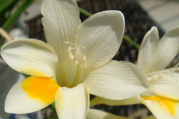 白蘭花什么時候剪枝 白蘭花繁殖方法(扦插)