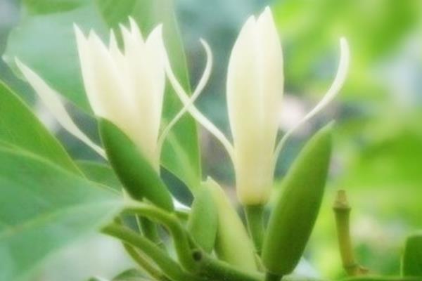 白蘭花圖片大全 白蘭花花語及寓意