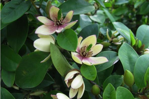 白蘭花圖片大全 白蘭花花語及寓意