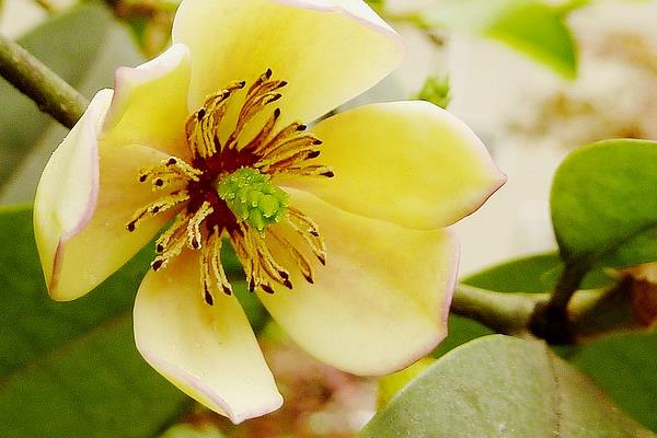 白蘭花圖片大全 白蘭花花語及寓意