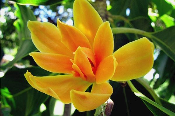 白蘭花圖片大全 白蘭花花語及寓意