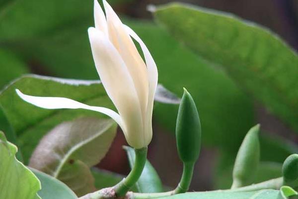 白蘭花圖片大全 白蘭花花語及寓意