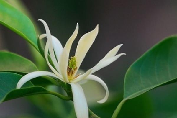 白蘭花圖片大全 白蘭花花語及寓意