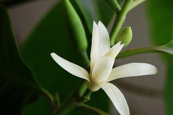 白蘭花圖片大全 白蘭花花語及寓意