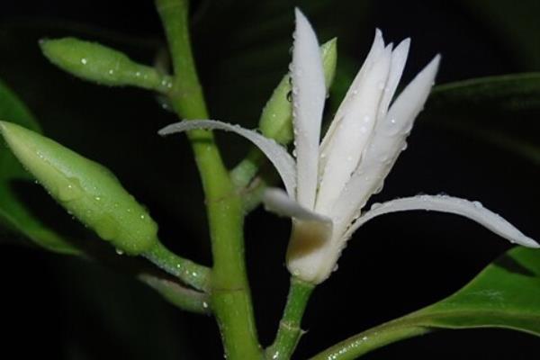 白蘭花圖片大全 白蘭花花語及寓意