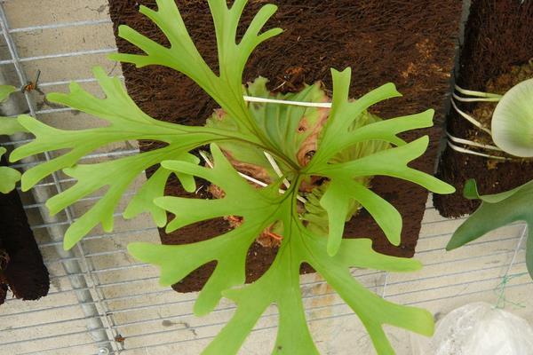 鹿角蕨市場價格多少錢一盆 鹿角蕨市場價格多少錢一盆