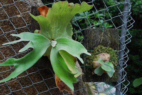 鹿角蕨市場價格多少錢一盆 鹿角蕨市場價格多少錢一盆