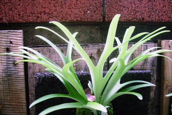 鹿角蕨市場價格多少錢一盆 鹿角蕨市場價格多少錢一盆