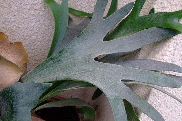 鹿角蕨市場價格多少錢一盆 鹿角蕨市場價格多少錢一盆