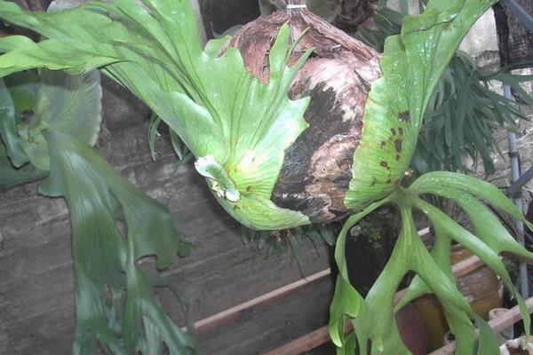 鹿角蕨市場價格多少錢一盆 鹿角蕨市場價格多少錢一盆