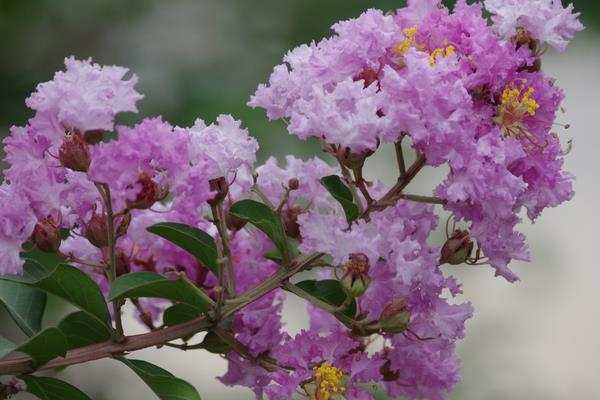 紫薇花什么時候開 如何種植紫薇花