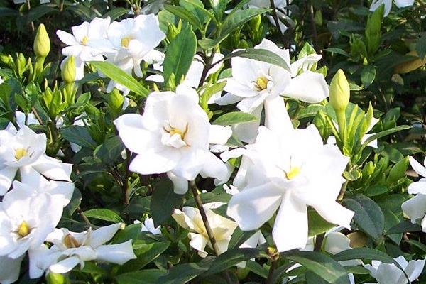 梔子花和茉莉花的區(qū)別是什么梔子花有毒嗎