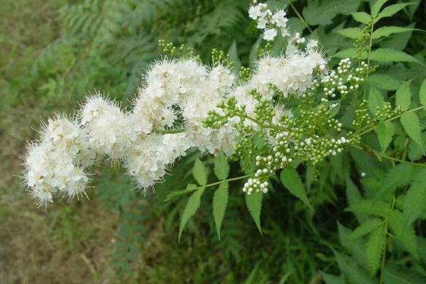 珍珠梅怎么澆水（多久澆一次） 珍珠梅葉子發黃處理方法