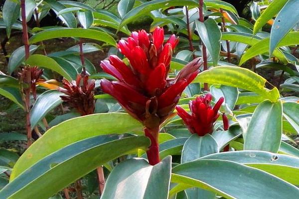 閉鞘姜功效與作用及禁忌 閉鞘姜藥用價值