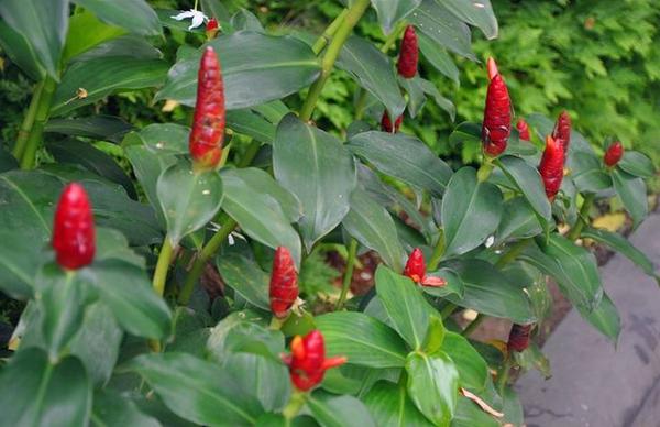 閉鞘姜功效與作用及禁忌 閉鞘姜藥用價值