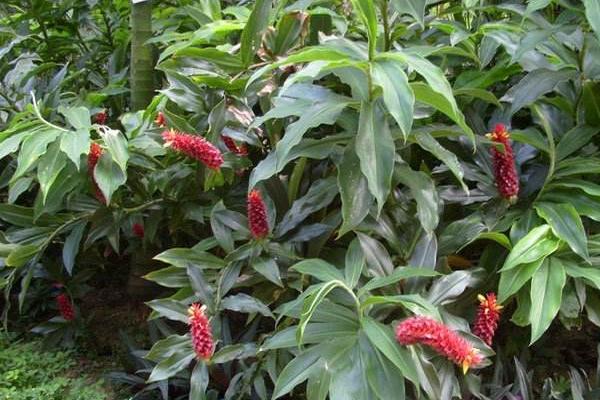 閉鞘姜功效與作用及禁忌 閉鞘姜藥用價值